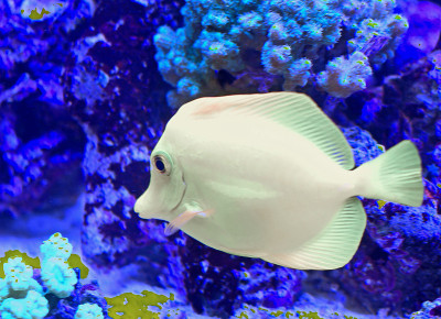 在大型海洋水族馆中游动的白色热带鱼