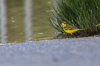 西部黄Wagtail(莫塔西拉黄)