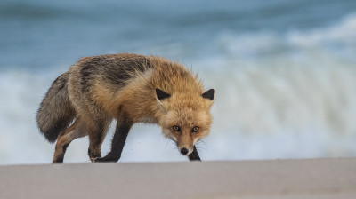 红狐狸