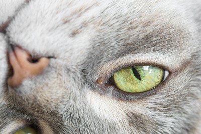 一只躺着的灰毛猫的肖像