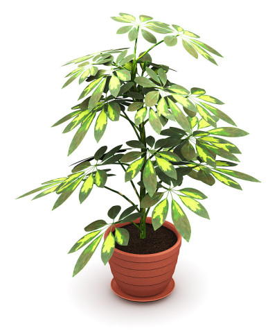 花盆内的柳杉属植物