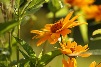 sneezeweed