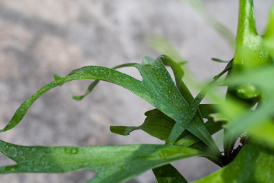 绿色植物是自然界中的铂铈。附生植物