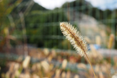 金黄色和黄色的芒