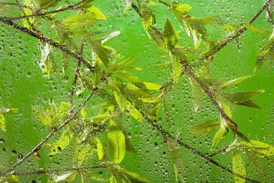 雨后的嫩枝带着新鲜的春叶