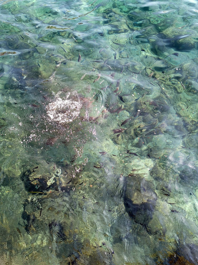 海水表面有鱼