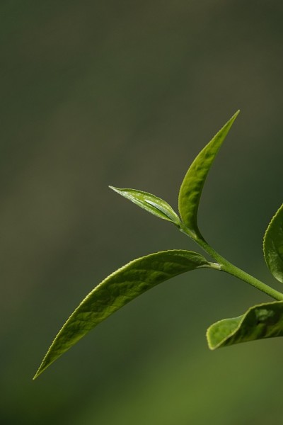 高原的绿茶嫩芽和嫩叶