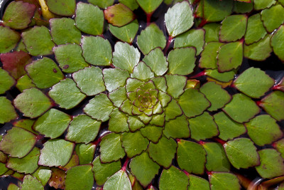池塘里漂浮的植物