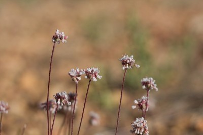 Eriogonum kennedy bloom - Baldwin lake er - 063020