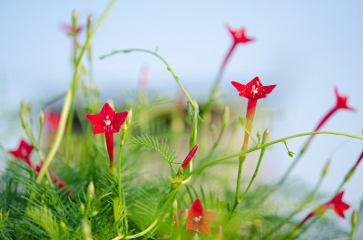 红柏藤花