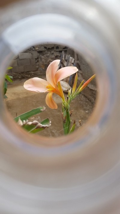 剑兰以其美丽的花