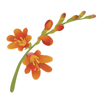 Crocosmia花分支