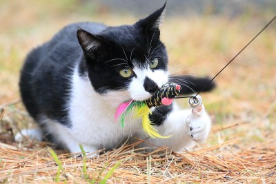 野猫在玩玩具