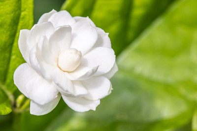 白色的花，茉莉(茉莉花sambac L.)