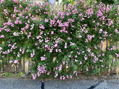 粉色花朵栅栏