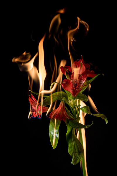 黄花花着火了