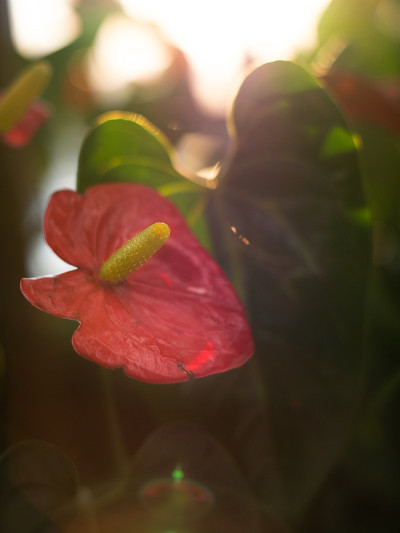阳光下的蕾丝花
