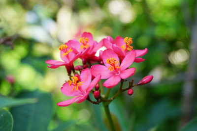 粉红色麻风树花