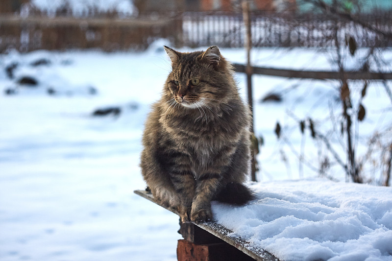 前人像西伯利亚猫在雪在日落