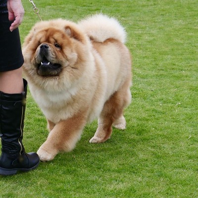 松狮犬在草地上散步