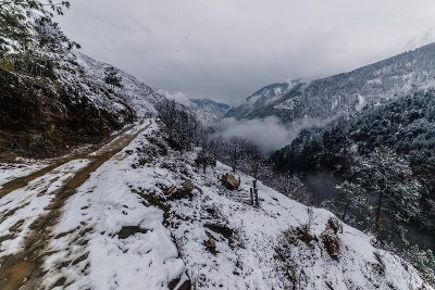 雪覆盖的道路周围的雪松在喜马拉雅山