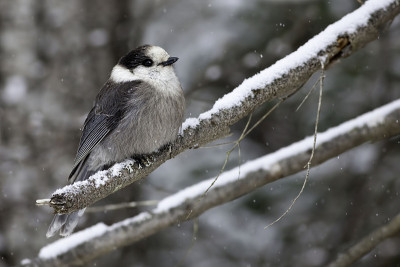 Gray Jay, Perisoreus canadensis，冬天