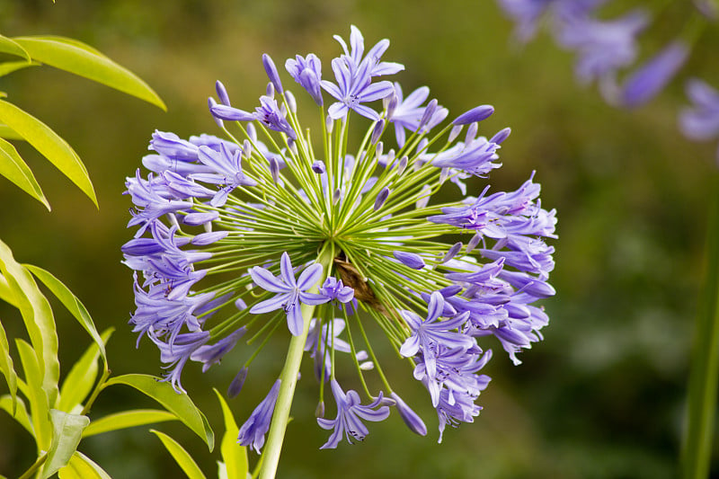 德国哥廷根花园中盛开的蓝色Agapanthus