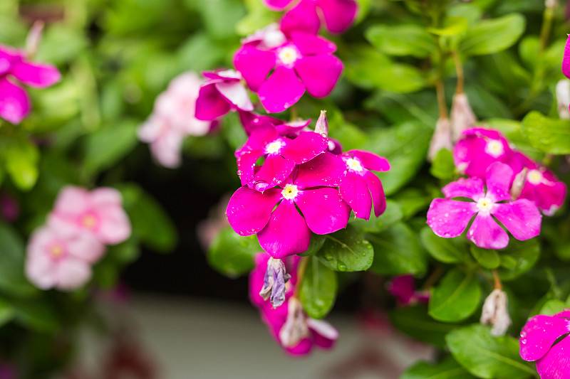 花与雨点在花园，西印度长春花，Catharanthus