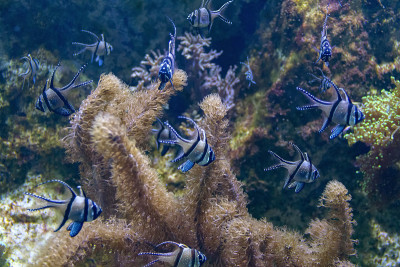 Banggai cardinalfishes