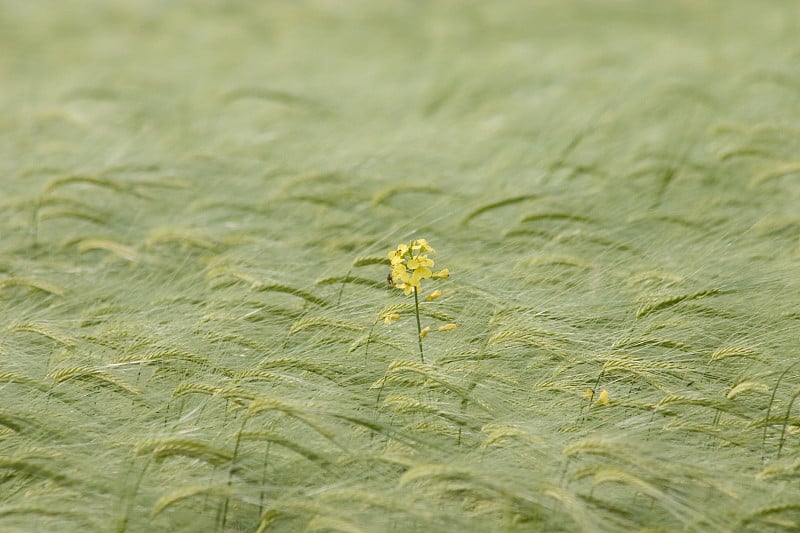 油菜的花