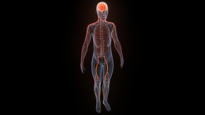 人体神经系统中枢器官脑解剖学