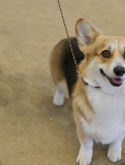 彭布罗克威尔士科基犬