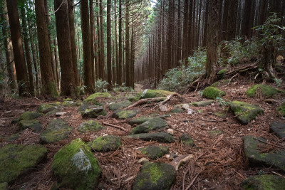 熊野科多步道上覆盖着青苔的石阶