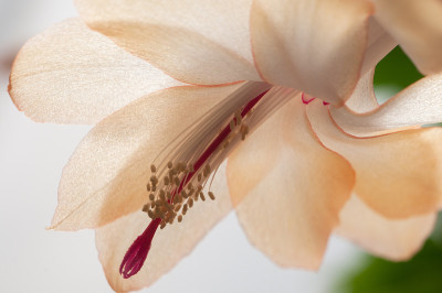 圣诞仙人掌花
