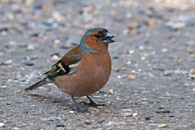 树夹(Fringilla coelebs)。