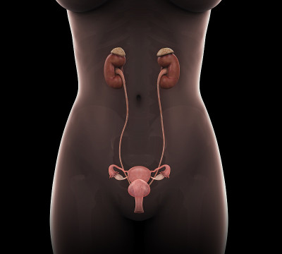 女性泌尿系统