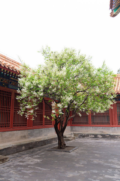 早春时节，中国传统庭院里的一棵梨树正在开花
