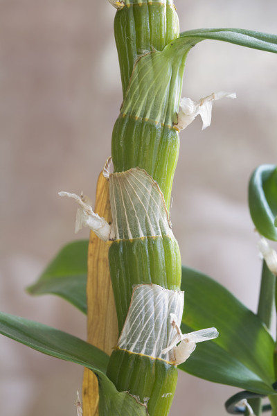 兰花植物