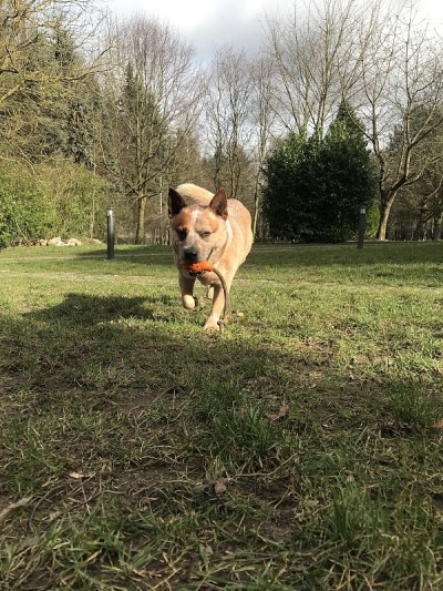 澳洲牧牛犬