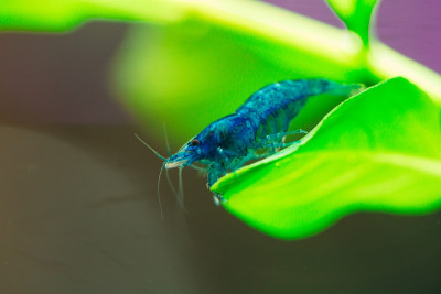 蓝梦新卡迪纳虾水族馆爱好宠物淡水家。