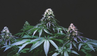 樱桃Gasm(宽)