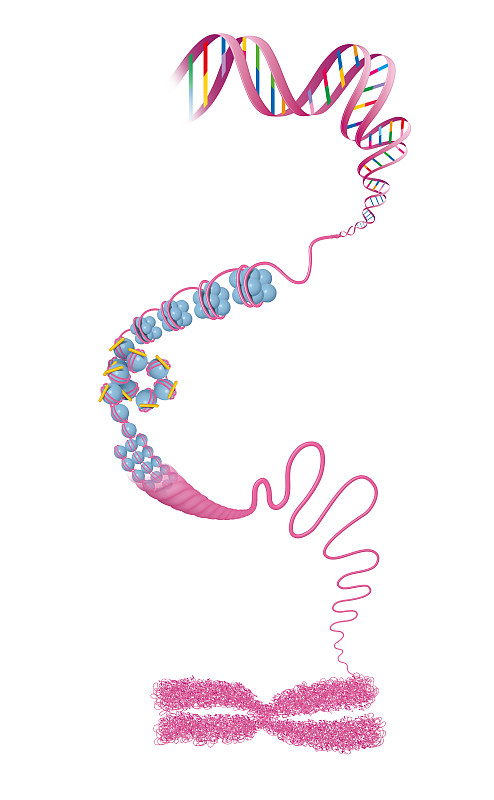 染色体结构。DNA