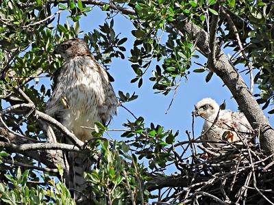 Cooper's Hawk (acciiter cooperii)和幼鹰在巢中