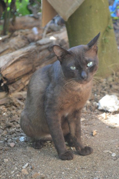 野猫坐在地上