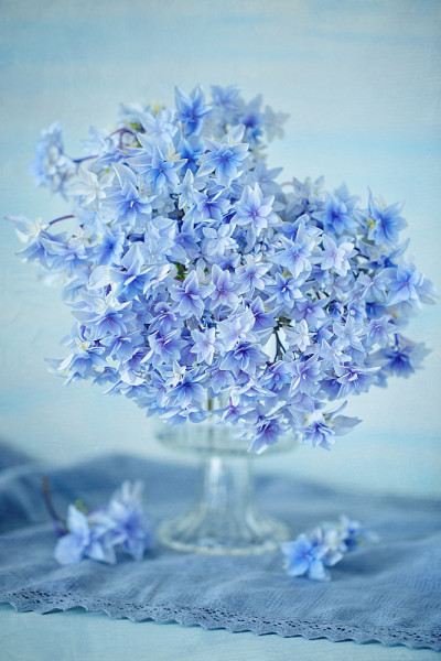 绣球花花
