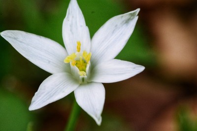 伯利恒花之星