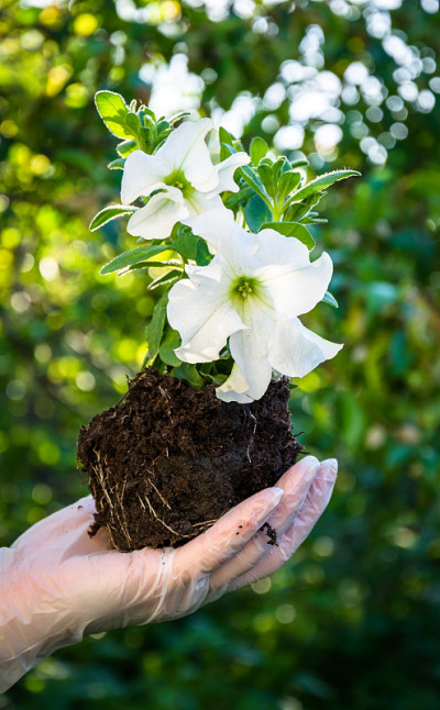 在花盆里种植矮牵牛花