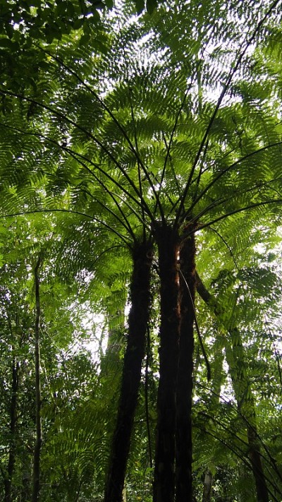 Cyathea