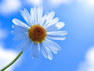 白色雏菊花