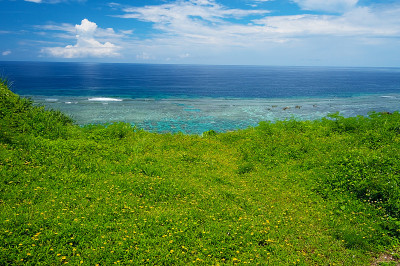野花和海天